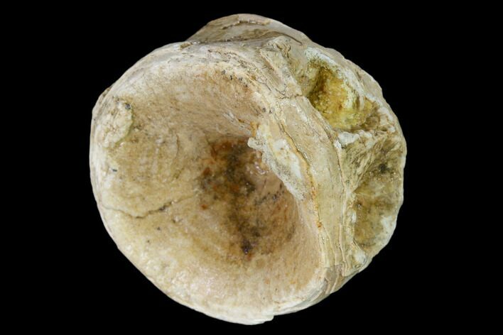 Fossil Xiphactinus (Cretaceous Fish) Vertebra - Kansas #139296